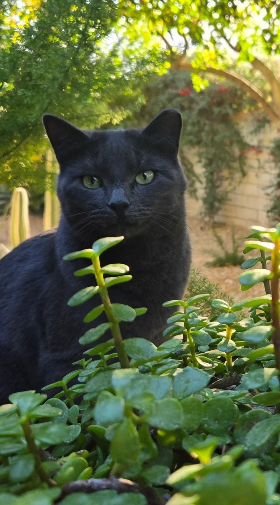 Felix, the Cliffrose Chief Morale Officer, a black cat sitting among green plants